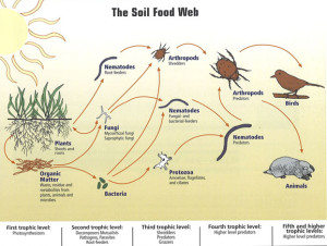 soil-food-web01-lg
